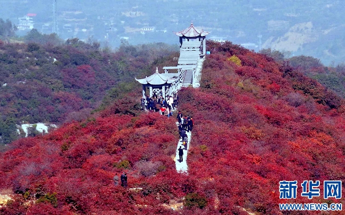 秋叶胜花人陶醉