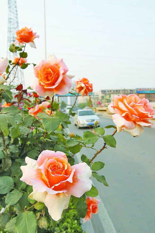 五一期间郑州最高29℃ 月季花展今日开幕