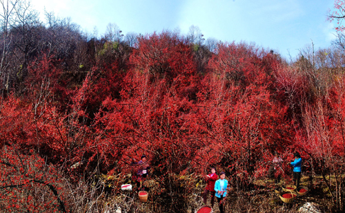 河南西峡山茱萸染红伏牛山