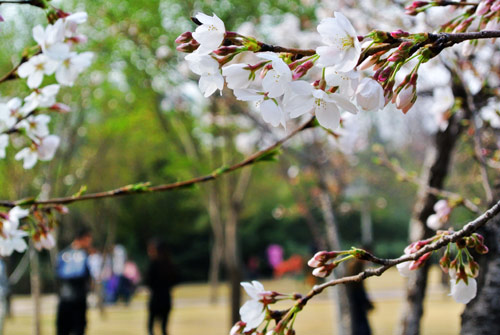 郑州：阳春三月花烂漫