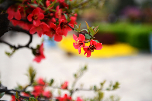 郑州：万千海棠齐争艳 花开时节动绿城