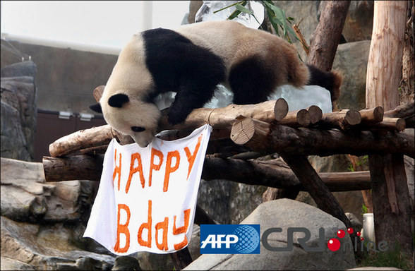 香港海洋公园为熊猫乐乐庆祝生日