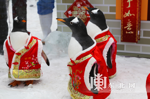 哈尔滨极地馆白眉企鹅集体穿唐装迎新年