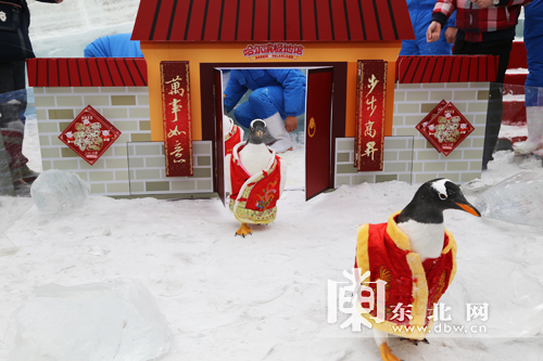 哈尔滨极地馆白眉企鹅集体穿唐装迎新年