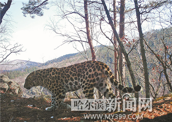 红外相机拍到黑龙江省野生东北豹 比东北虎还要珍稀(图)
