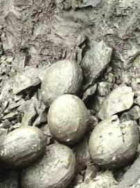 泸州工地挖出一堆恐龙蛋好惊喜 哪知只是结核石