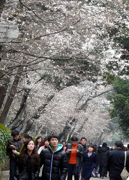 武汉大学樱花开了