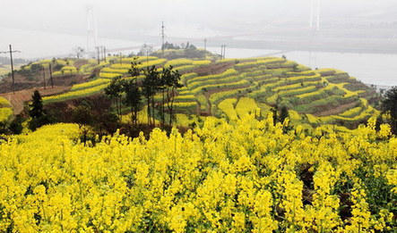 三峡库区春来早