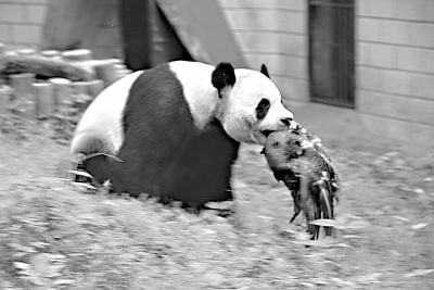 武汉动物园出意外 一大熊猫咬死觅食蓝孔雀(图)