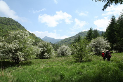 神农架发现最大湖北海棠群落（图）