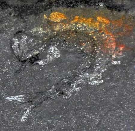 湖南发现2.5亿年前古鱼化石