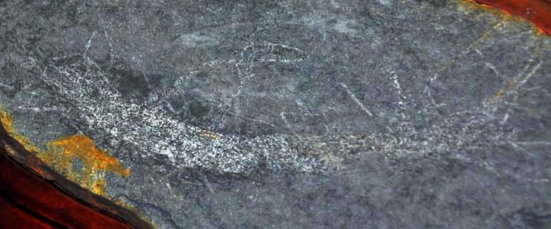 湖南发现2.5亿年前古鱼化石