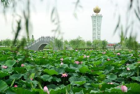 中国野生荷花节 数千游客洞庭湖畔赏野荷