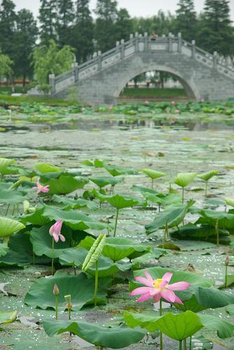 中国野生荷花节 数千游客洞庭湖畔赏野荷