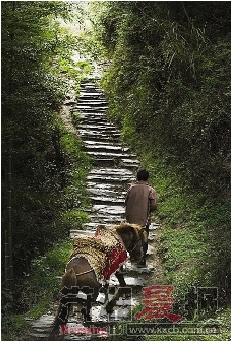 南方最后的神奇马帮 在益阳茶马古道聆听岁月回响