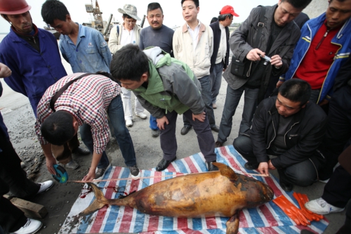 洞庭湖发生江豚群体死亡事件