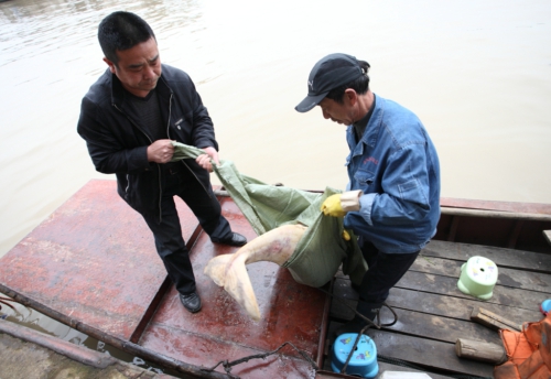 洞庭湖发生江豚群体死亡事件