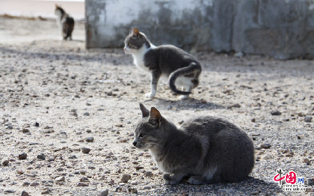 环游世界：致猫咪控 探访全球萌猫聚集地