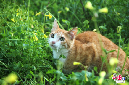 环游世界：致猫咪控 探访全球萌猫聚集地