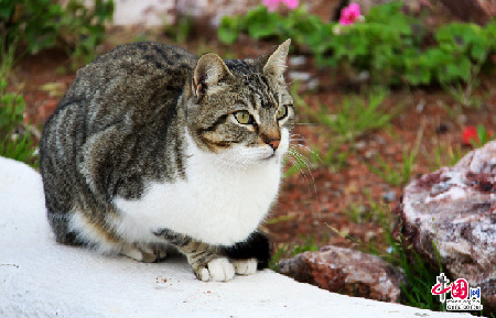 环游世界：致猫咪控 探访全球萌猫聚集地