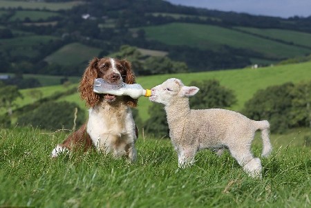 英国牧羊犬变“奶妈”