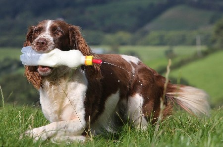 英国牧羊犬变“奶妈”