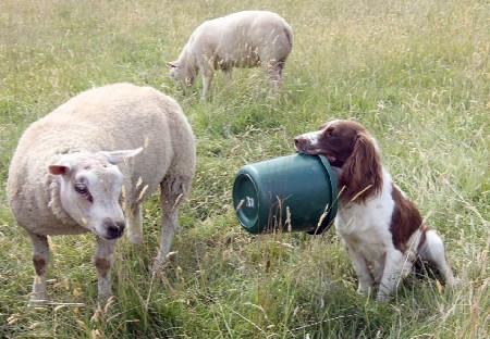 英国牧羊犬变“奶妈”