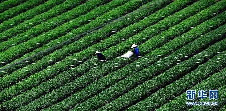 湖北恩施戽口茶叶兴村