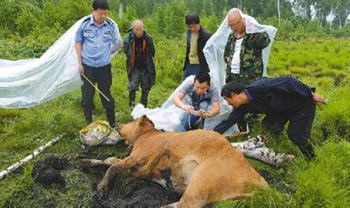 野生东北虎半月内疑似多次现身