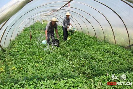 每天20吨蔬菜没销售渠道 菜市场设临时门面