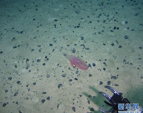 “蛟龙”号海底爬山带来好消息