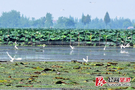 十月最佳吃蟹季 星城最实用吃蟹尝鲜地图