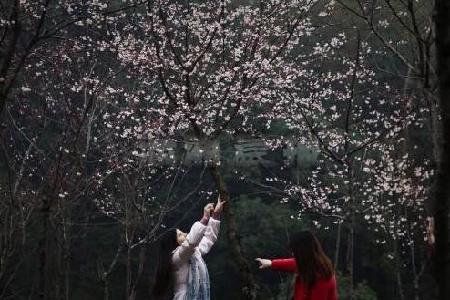 最春天的长沙里看最美花事 星城赏花地图