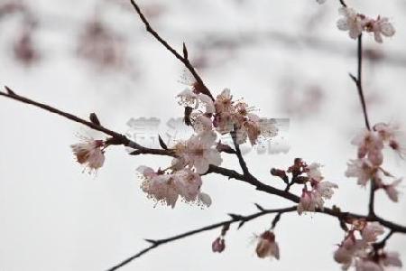 最春天的长沙里看最美花事 星城赏花地图