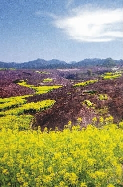 油菜花海“赶分社” 春分时节安仁县黄花香