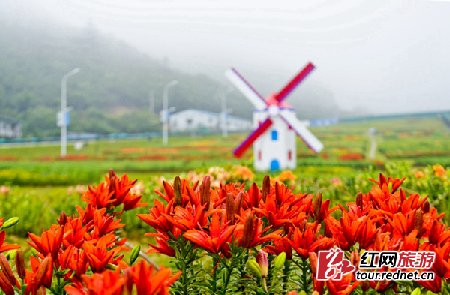 今夏清凉酷炫新玩法：大围山百合花海里滑雪