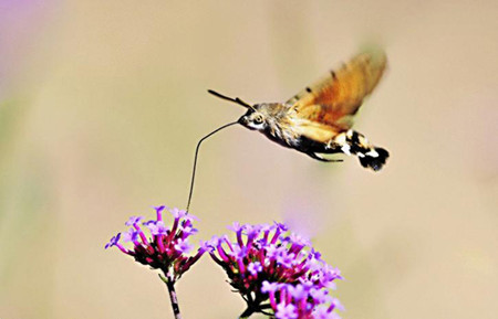 Rare bird-like insect hummingbird hawk-moth spotted in Hunan