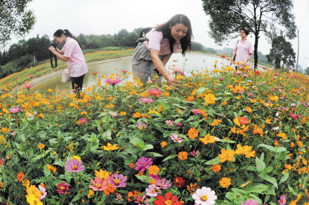 踏寻四季花海 邂逅五彩茶亭：走入茶亭镇