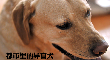 都市里的导盲犬