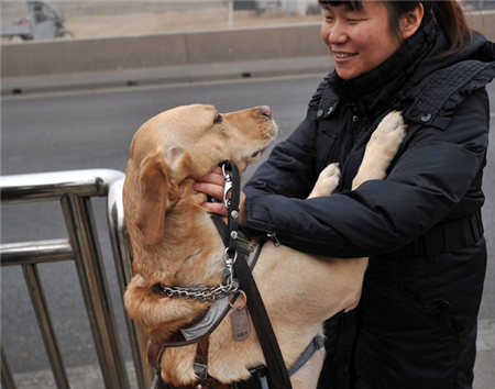 都市里的导盲犬