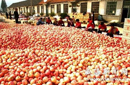 苹果高价泡沫破裂 囤货商大量甩货