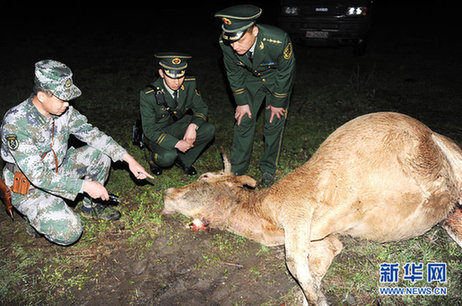 吉林珲春发生野生东北虎袭击耕牛事件