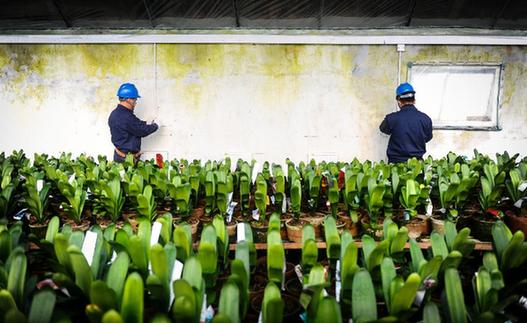 长春：保障供电 助大棚温暖过冬