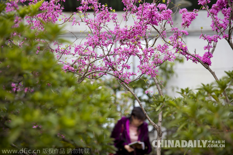 吉林迎春花展喜迎新春