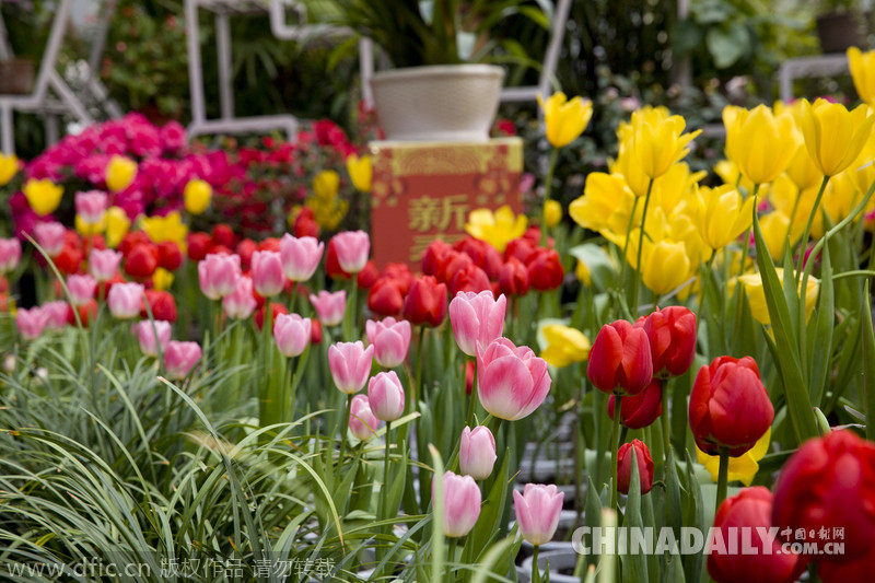 吉林迎春花展喜迎新春