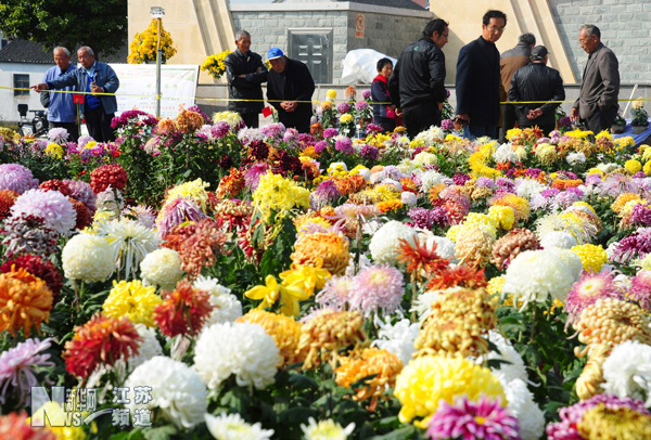 太仓：农民自办菊花展 千盆菊花争斗艳