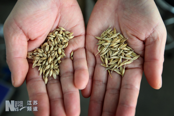 2012年江苏“种子银行”新存种子4000余份