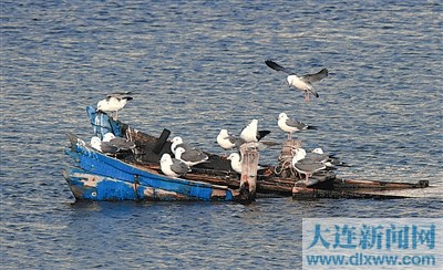 黑尾鸥坚守虎滩