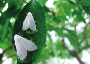 沈阳：天暖害虫来袭 这5种最伤路边树（图）