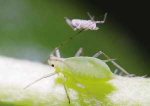 沈阳：天暖害虫来袭 这5种最伤路边树（图）